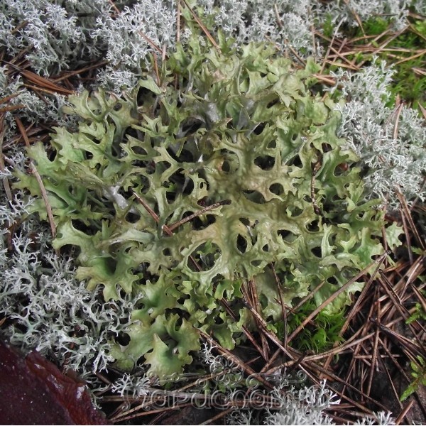 Купить Исландский мох (цетрария исландская) в Минске