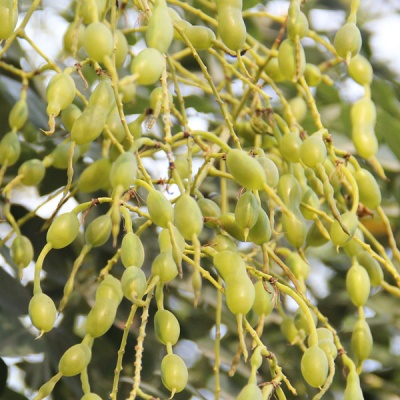 Софора японская  (ПЛОДЫ), Ручной сбор, Алтай, Вес 50 г